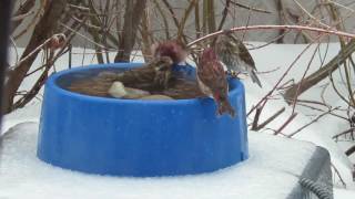 Heated bird bath for cold winter