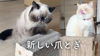 新しい爪とぎでアグレッシブになったエキゾチックショートヘア達。