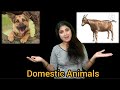 Domestic Animals And Their Uses