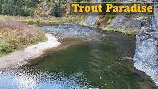 Idaho Cutthroats | 10-day Fly Fishing and Van Camping Road Trip | Part 2