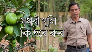 মাধুৰী পুলি কি দৰে ৰুব | How to Plant Guava Tree | Parijat Nursery Jorhat