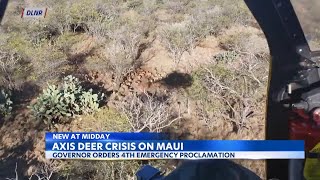 Gov. Ige declares fourth disaster relief period for Axis deer crisis in Maui County