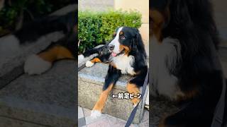 お散歩のひと休み♪足を伸ばしてリラックスするバーニーズ🐾