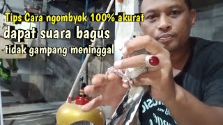 TIPS CARA NGOMBYOK PERKUTUT LOKAL DAPAT YANG BAGUS