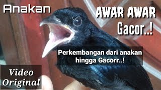 Burung Srigunting Gacor Jinak Total Dan Suara Variasi Pancingan
