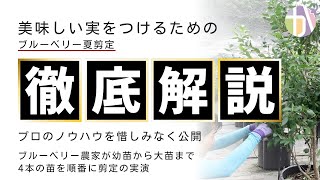 【徹底解説】ブルーベリーの剪定で来年に美味しい実、元気な木になる剪定方法をプロのブルーベリー農家が4パターンの木で実践・解説します