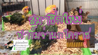 นกซันคอนัวร์ สมาชิกใหม่ ฟาร์มจ่านกโคราช