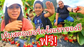 EP150🇦🇹กินสตอเบอรี่ เก็บสตอเบอรี่สดๆจากไร่ เข้าฟรี! ที่ ออสเตรีย ปีนี้ดกมาก