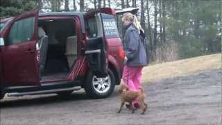 Henry (Poodle) Dog Training Video