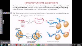 Chromatin remodeling