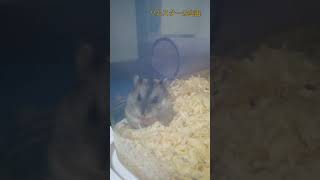 ハムスターがあくびする姿が怖い🐹