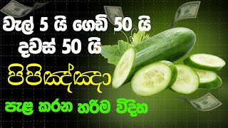 Cucumber Cultivation | පිපිඤ්ඤා | Home Garden