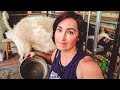 What happened to all the MILK? (pregnant goat problems)