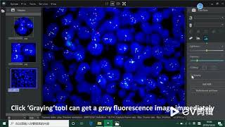 Crop and gray fluorescence microscope images