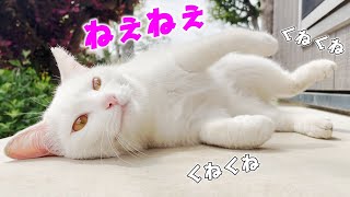 可愛すぎる庭子猫がくねくねしながら何やら喋っております…♡[三毛母猫の子猫]