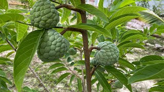 How to pollinates sugar apple and choose the right fruit(cách thụ phấn và chọn quả cho đúng cách)