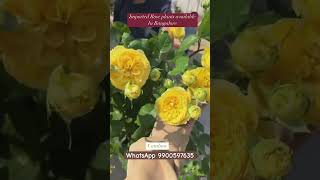 Imported rose plants in Bangalore #shorts #love #nature #bangalorevlogs