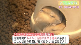 ずっとの家族「ハムスターの1日」