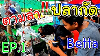 Betta fish hunt , Jatujak​ Fish​ Market Thailand