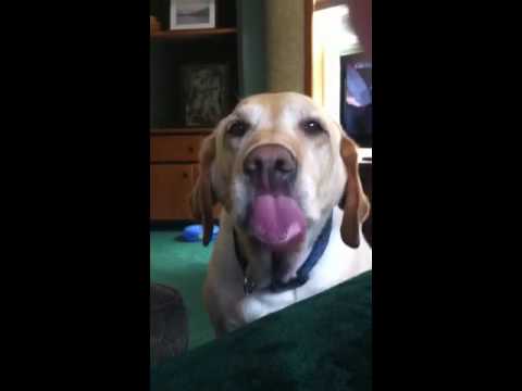 My dog licking air? My dog licking air?