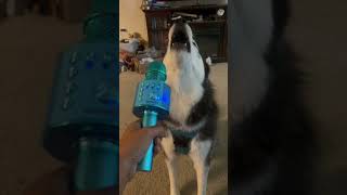 Name that tune - husky HOWLING...#shorts, husky howling, husky singing