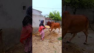 🫡😅 jai gau mata jai shree Krishna #viralvideos #youtube #shorts #short #viral #reels