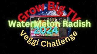 Grow Big TV Watermelon Radish Entry Video #1