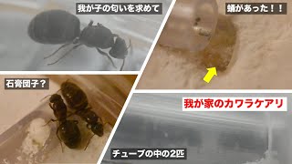 【悲報＋朗報】カワラケアリ（Lasius sakagamii）女王が幼虫を食べちゃった？でも蛹があった