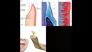 Анатомо-гистологическое строение пародонта. Лекция 8 ПиМ 1 курс