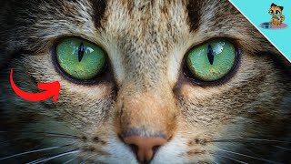 Can Cats See Colors? (The SURPRISING Answer)