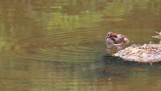 小鸊鷉育雛, The Little Grebe parent feeding babies