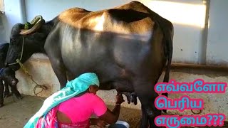 அற்புதமான அதிக உடல் அளவு கொண்ட முரா கிராஸ் எருமை மாடு விற்பனை