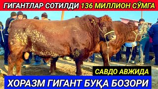 ХОРАЗМ ГИГАНТ БУҚАЛАР БОЗОРИ САВДО АВЖИДА 17-ноября 2024 г.