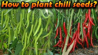 miris wagawa මිරිස් වගාව how to grow Chili home gardening Organic chilli cultivation sinhala wagawa