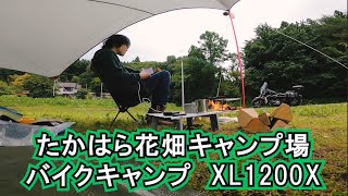 【モトブログ】XL1200X　たかはら花畑キャンプ場【ソロキャンプ】