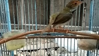 Playtube Pk Ultimate Video Sharing Website