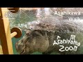 Asahiyama Zoo Walkthrough in Asahikawa city, Hokkaido, Japan | 4K HDR