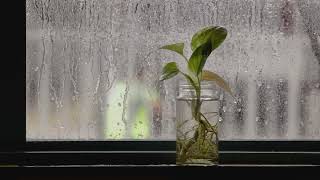 Rain Sound On Window with Thunder Sounds ㅣHeavy Rain for Sleep, Study and Relaxation, Meditation 1