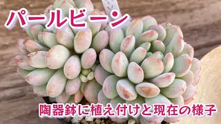 【多肉植物】パールビーンを陶器鉢いっぱいに群生にしたい❣️