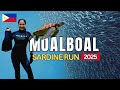 Moalboal Sardine Run 2026: An Iconic Scuba Diving Spot in Southeast Asia