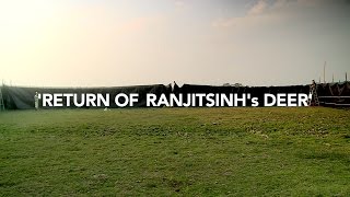 Return of Ranjitsinh's Deer