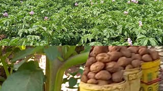 POTATO FARMING.    SPRAY PROGRAM. 1st-6th week. Potato farming at Kericho -Kenya