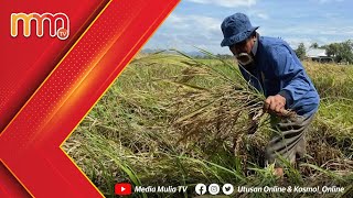 100 pesawah terpaksa kerat padi sendiri