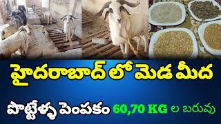 మెడ మీద పొట్టేళ్ళ పెంపకం 8686836844 sheep farming in Telugu sheep farming videos