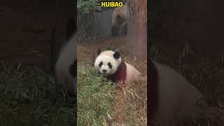 光军大王蹲着做青团，爱宝妈妈边走就能边做，果然爱宝厉害 #pandacub #funny #giantpanda #animals #pandachina #cute  #cutepanda