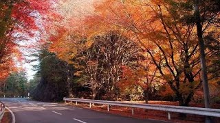 40年ぶりの「バイク解禁」へ!? 京都の観光道路「嵐山高雄パークウェイ」3月から土休日も走行可能に 「ライフスタイルの変化に対応」