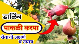 Colletotrichum gloeosporioide Control || डाळिंब पाकळी करपा (कोलेटोट्रीकम) या रोगाची लक्षणे व उपाय