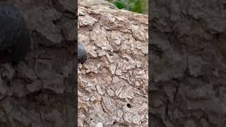 mushrooms on the tree