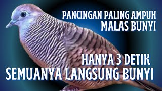 Terapi Perkutut MaLas Bunyi_Rutinkan Pancingan Ini Pagi Siang Sore 100% dijamin Langsung MANGGUNG