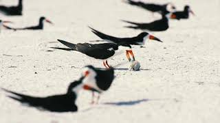 Nature's natural order: Black Skimmers killing chick at St. Pete Beach, Florida